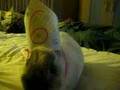 Sams, the rabbits, 6th birthday!