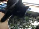 OMG~Cat grass!!!