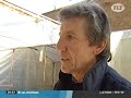 Toussaint : Les Chrysanthèmes ne connaissent pas la crise Toussaint : Les Chrysanthèmes ne connaissent pas la crise