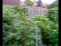 Buiten Weed Buiten Weed
