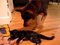 Peapod & Guinness, part 4
