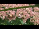 Bees gorge on sedums Bees gorge on sedums