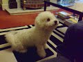 dog traning 80000 dog traning 80000