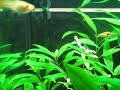 Struggling Rasbora