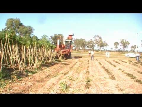 how to harvest tapioca