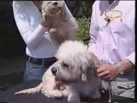 Dandie Dinmont Terrier