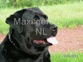 podencos gered uit spanje