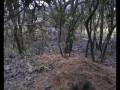 videos de ferreting 30-11-08