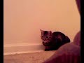 My cat recorded with d900i