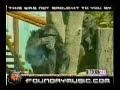 smoking chimp smoking chimp