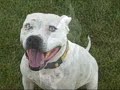 *ADOPTED* Gillian 6166408 Humane Society Colorado Adopt