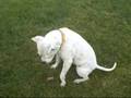 Gillian 6166408 Humane Society Colorado Adopt