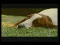 Pedigree Commercial- We are for dogs