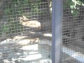 EU VISITANDO O ZOOLÓGICO DE GUARULHOS ( video )