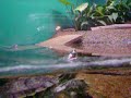 Tartarugas