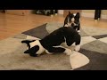 Boston Terrier