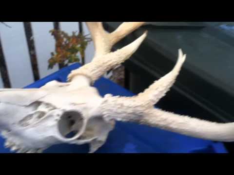 how to whiten deer antlers
