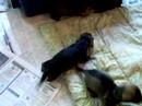 Puppies at Play