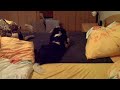 Hund-Flocki Hund-Flocki