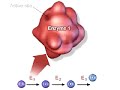 Cellular Metabolism, Pathways & Feedback