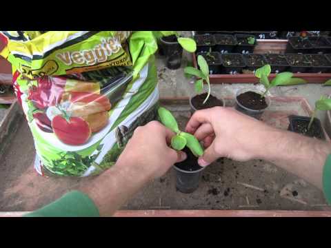 how to transplant cucumbers