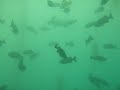 blue rockfish 2 blue rockfish 2