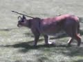African Caracal