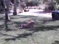 African Caracal