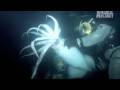 600 lbs of Squid