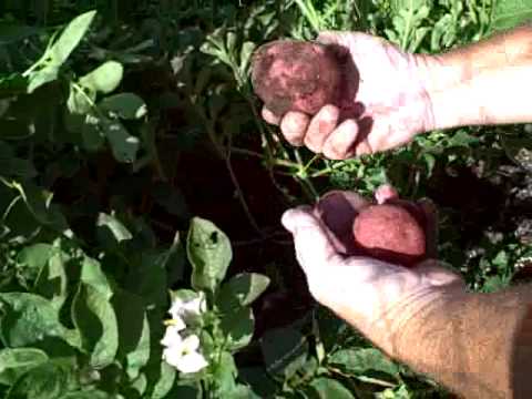 how to harvest new potatoes