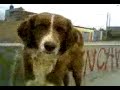sale dog