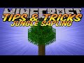 Minecraft Tips and Tricks - Jungle Saplings Duplication - Conservation - Bulky Normal Trees