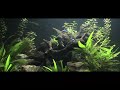 acuarium acuarium