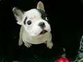 French Bulldog \"Honey\"2