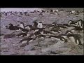 Adelie Penguin Belly Bopping Adelie Penguin Belly Bopping