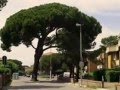 Cecina Bolgheri Castagneto Carducci Li. Italy