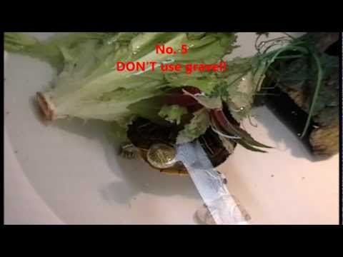 how to care for a baby red eared slider