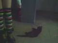 videos de kisa vs kisa
