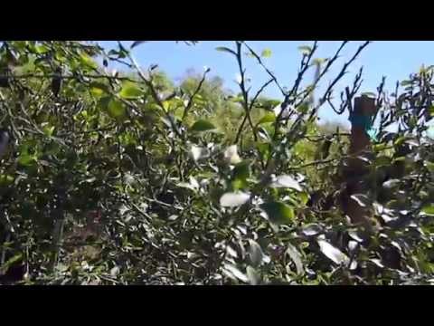 how to grow finger limes