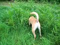 The Mouse Hunter