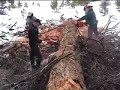 Getting Firewood For The Winter