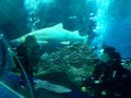 Swimming With Sharks - 4