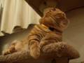 眠気に耐えるこま