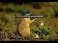 funny hamster dance
