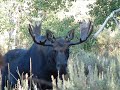 the-poaching-preacher.html