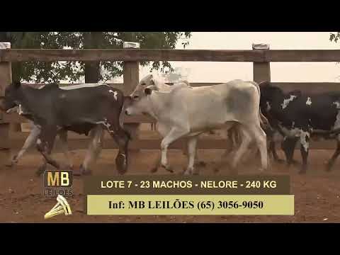 8� LEIL�O PRESENCIAL E VIRTUAL - LUCIANO DUARTE & CONVIDADOS