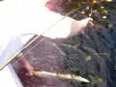jays first northern pike 3rd lake