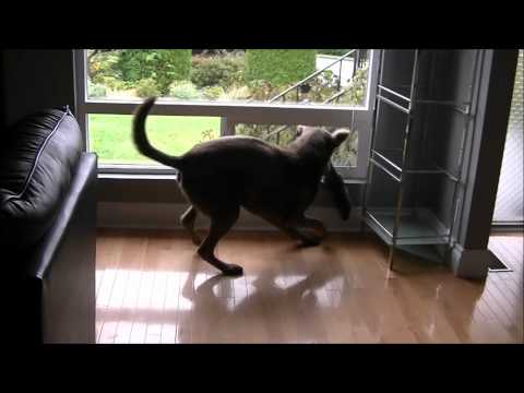 The Duke vs. The Squirrel.wmv