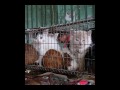 Manifestacion en contra del maltrato animal - Valparaiso