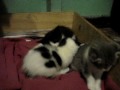 Mis gatos